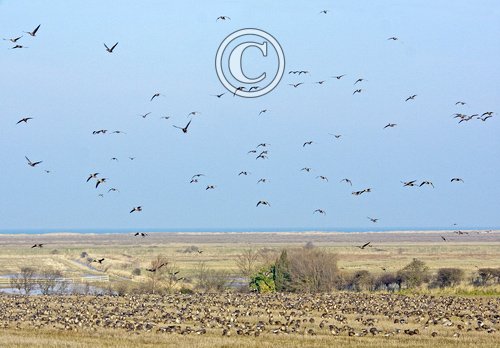 Pink-footed Geese on Stubble 7 DM0411